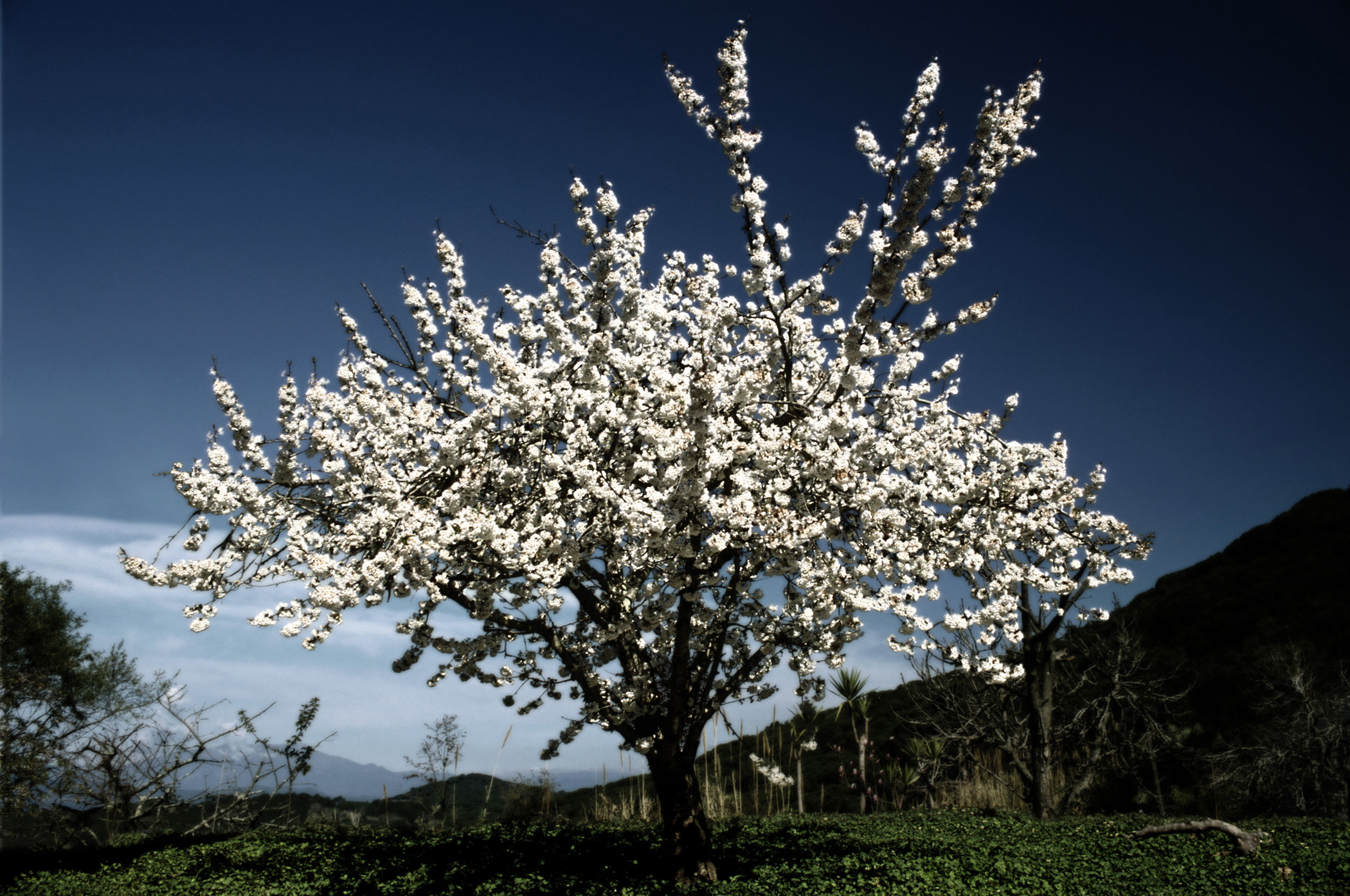 Serie. Mi peqeño jardín, el cerezo, (ed,5) 2011, c-print, 90 X 120 cm.